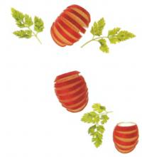 Фото веера из редиса