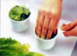 Шаг 6. Упаковка листьев романского салат